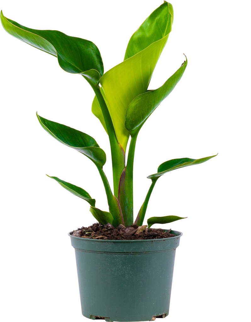 Strelitzia Nicolai | Bird of Paradise | 6