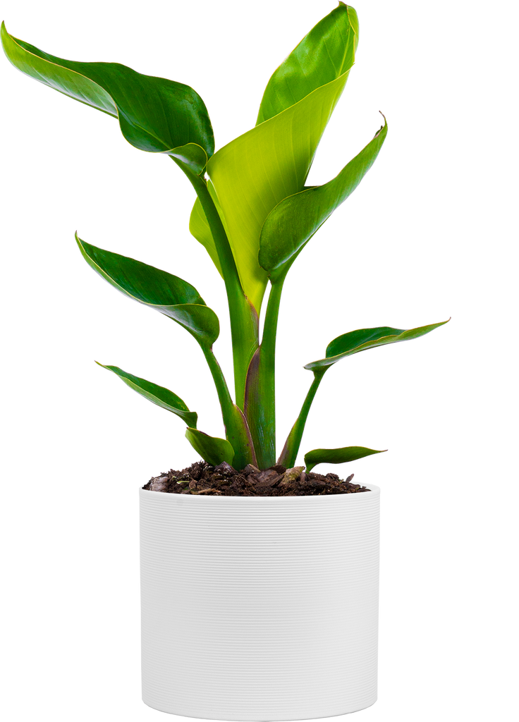 strelitzia nicolai light Strelitzia Nicolai | Bird of Paradise | 6