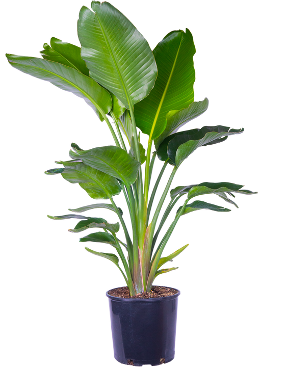 Strelitzia Nicolai | Bird of Paradise Multi Stem (XL)