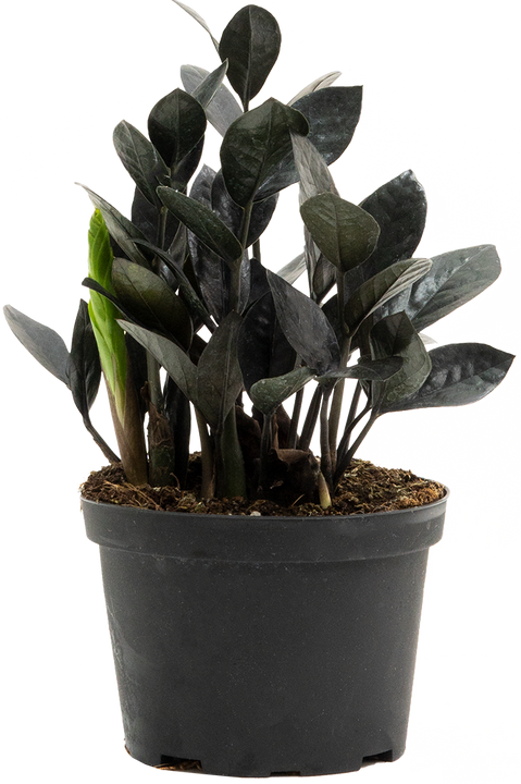 Zamioculcas Black Raven (M) | ZZ Plant