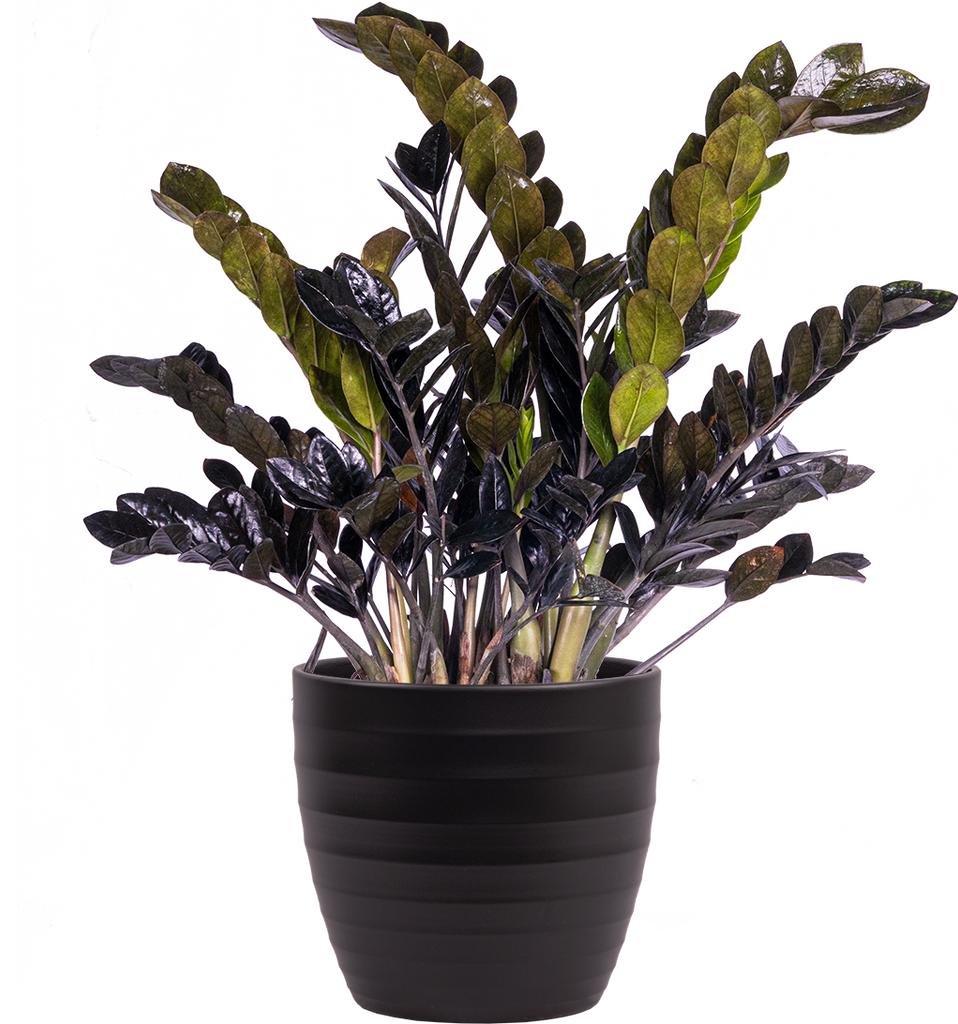 raven zz plant canada Zamioculcas Black Raven | ZZ Plant | 10" Pot | Easy Care Houseplant