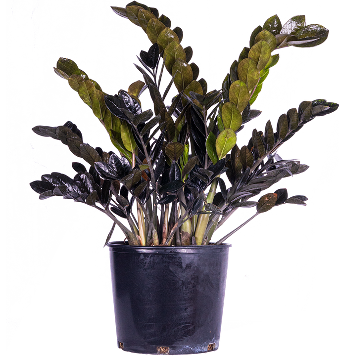 Zamioculcas Black Raven (XL) | ZZ Plant