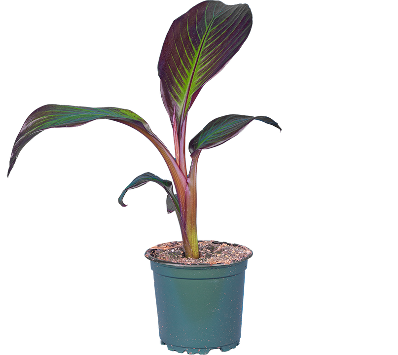 Musa Acuminata | Blood Banana (S)