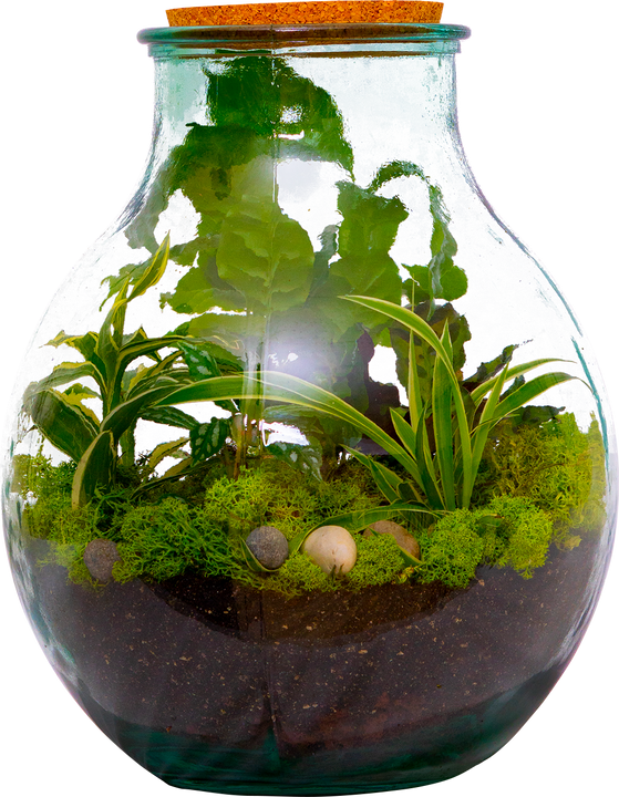 Boris the Terrarium | L