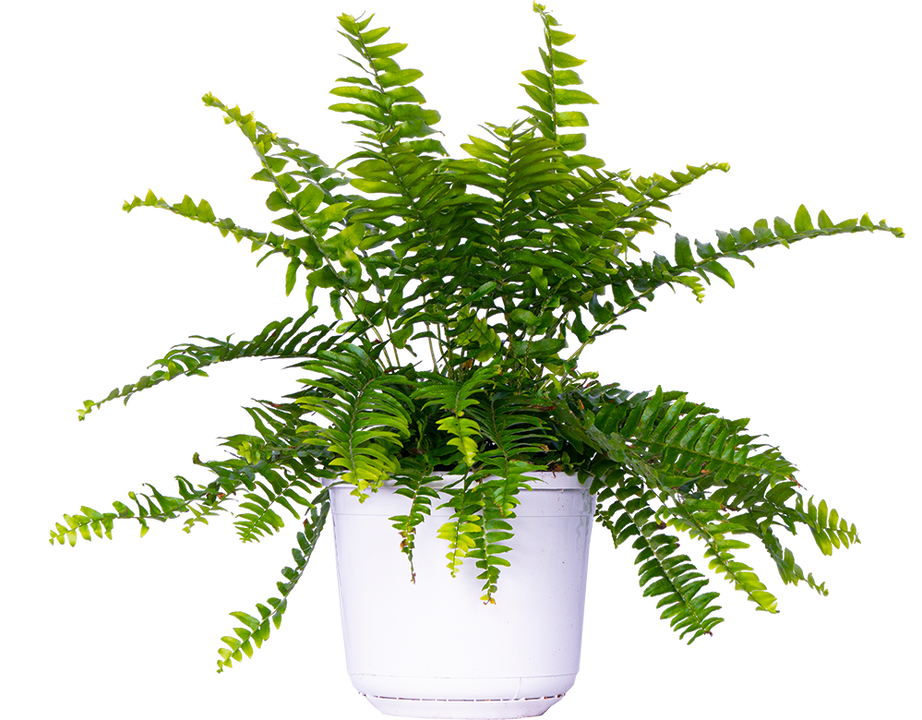 Nephrolepis Exaltata | Boston Fern (M-6in)