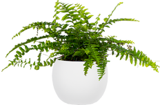 Nephrolepis Exaltata | Boston Fern (S)