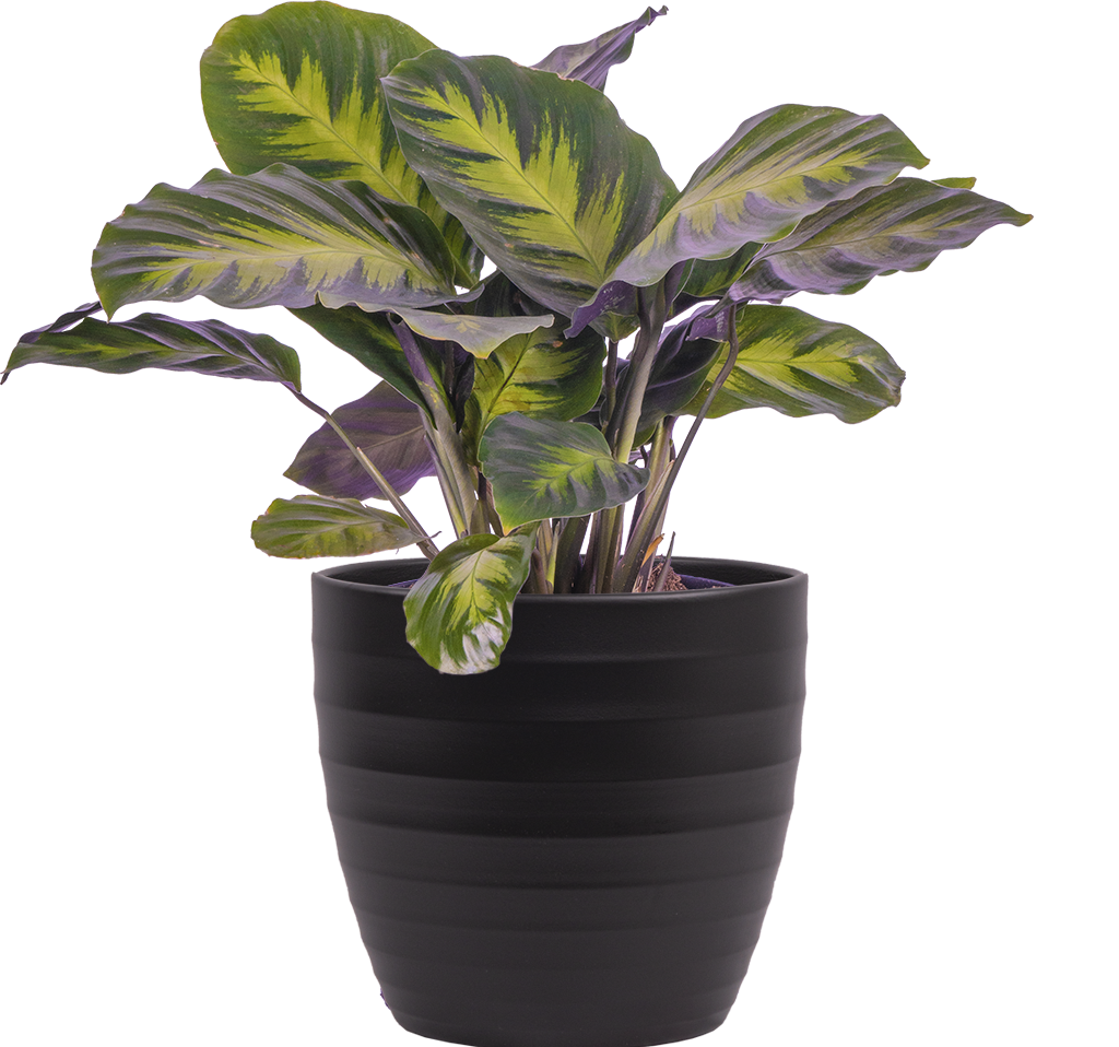 Calathea Misto | 6