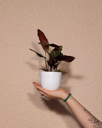 inspiratie-1