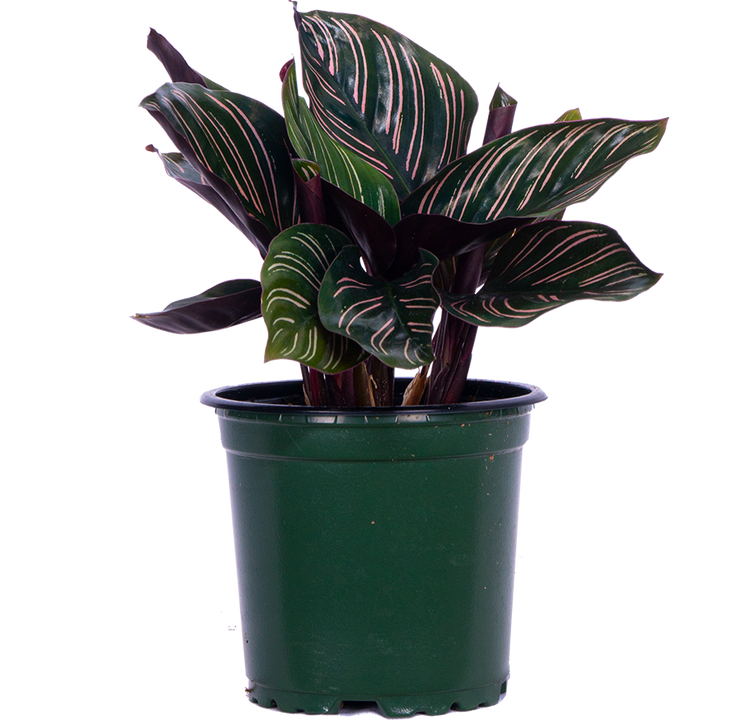 Calathea Ornata (S)