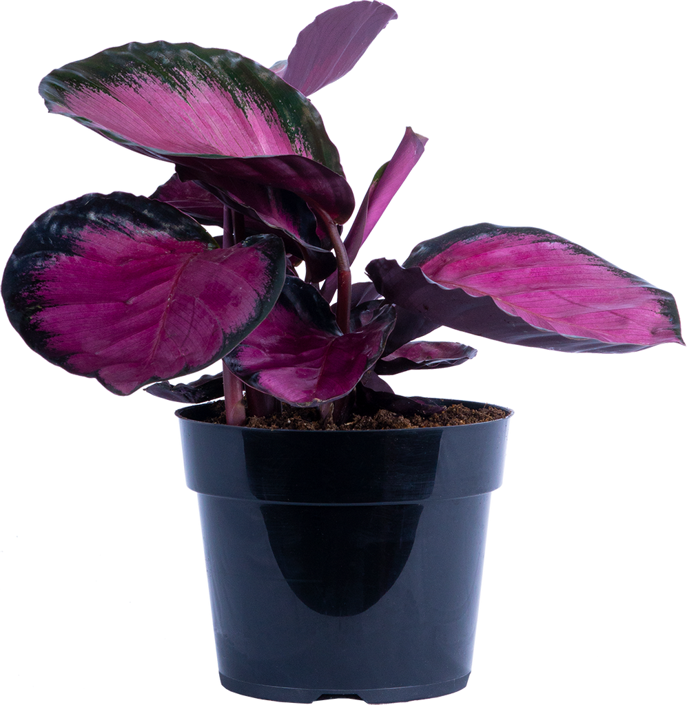Calathea Roseopicta Rosy | 6