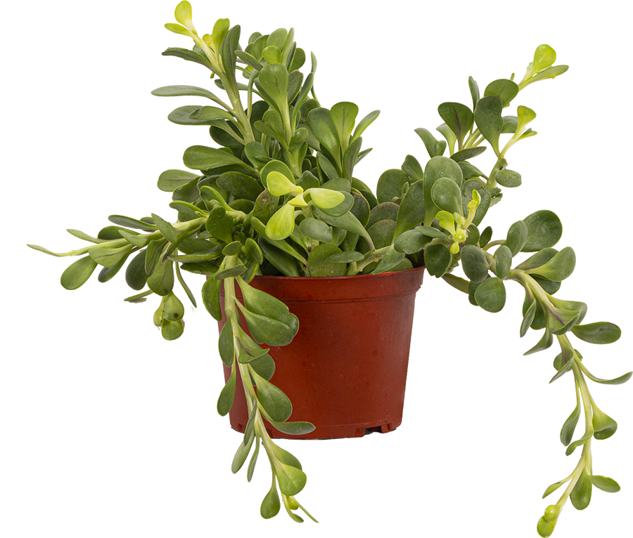 cascading jade plant Kleinia Petraea | Cascading Jade Plant | 6" Pot | Easy Care Houseplant