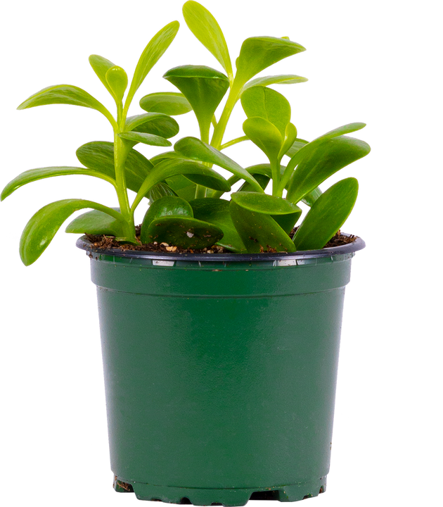 Kleinia Petraea | Cascading Jade Plant (S)