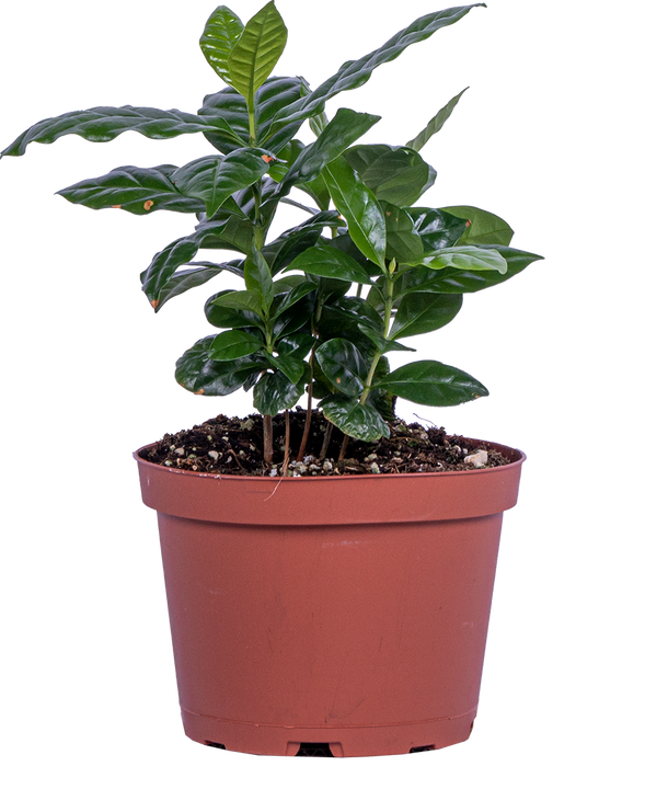 Coffea Arabica | Coffee Plant (M)