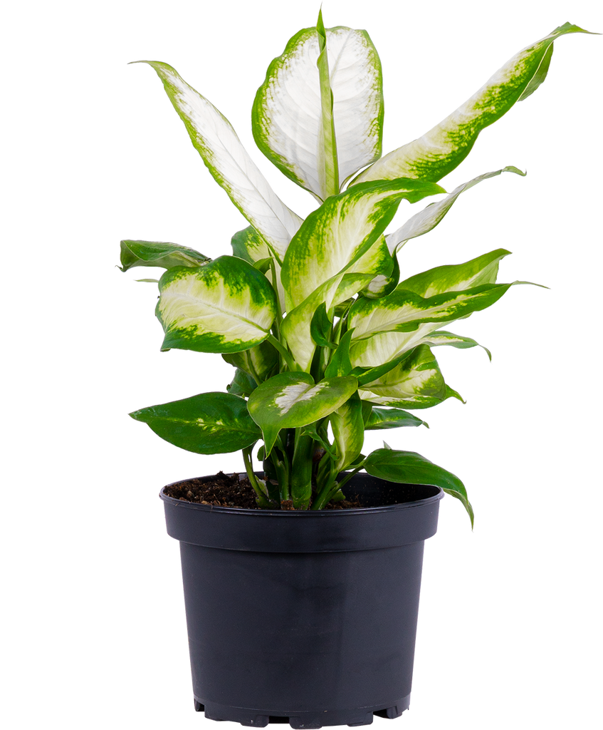 dieffenbachia camille repot Dieffenbachia Camille | 4" Pot | Easy Care Houseplant