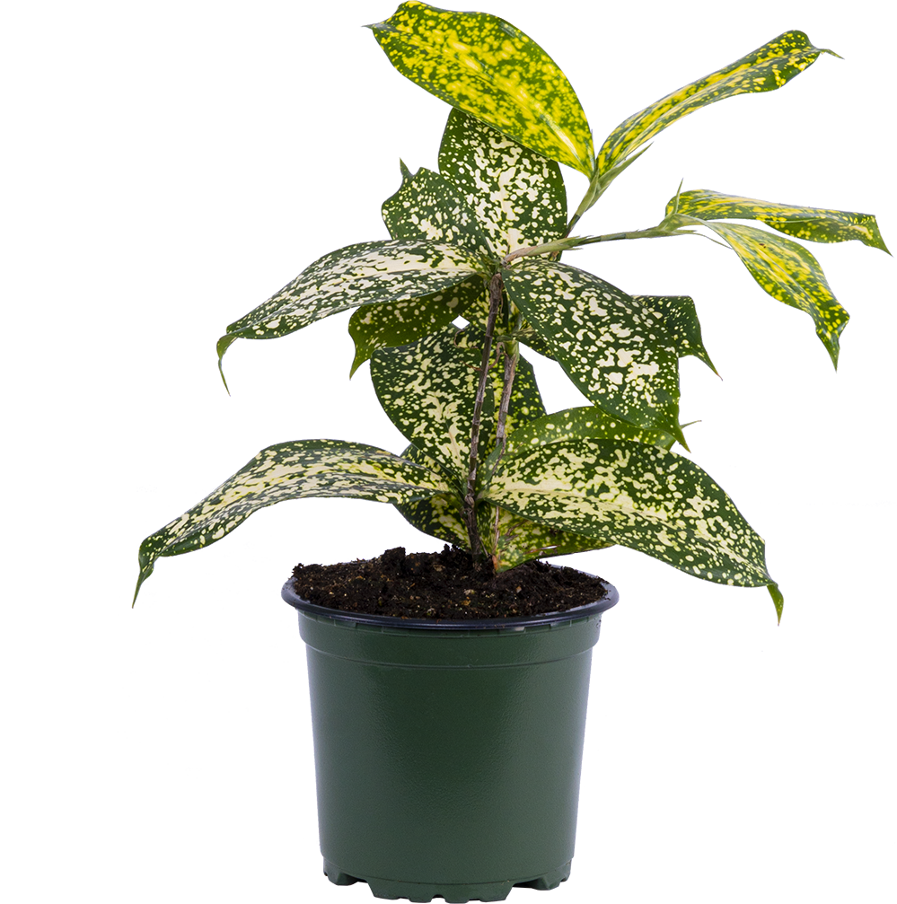 gold dust dracaena flower Dracaena Gold Dust | 4" Pot | Easy Care Houseplant