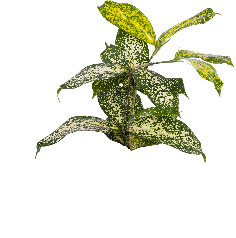 Dracaena Gold Dust | 4