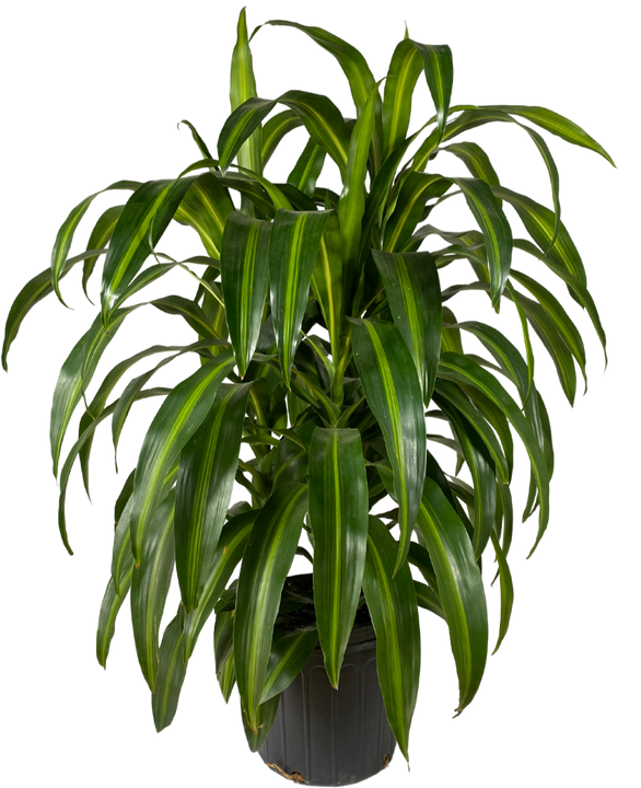Dracaena Hawaiian Sunshine Bush (XL)