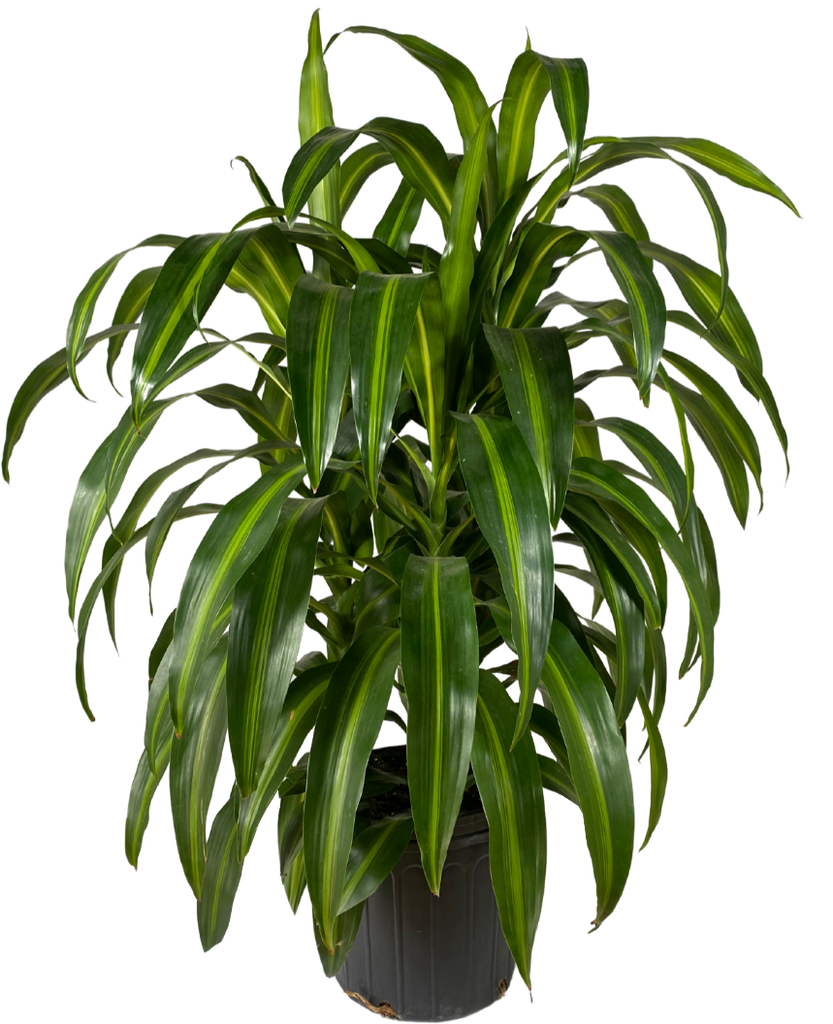 dracaena hawaiian sunshine bush Dracaena Hawaiian Sunshine Bush | 10" Pot | Easy Care Houseplant