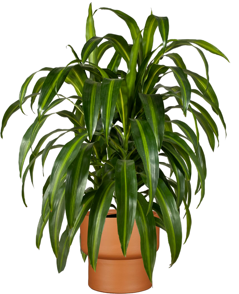 Dracaena Hawaiian Sunshine Bush | 10