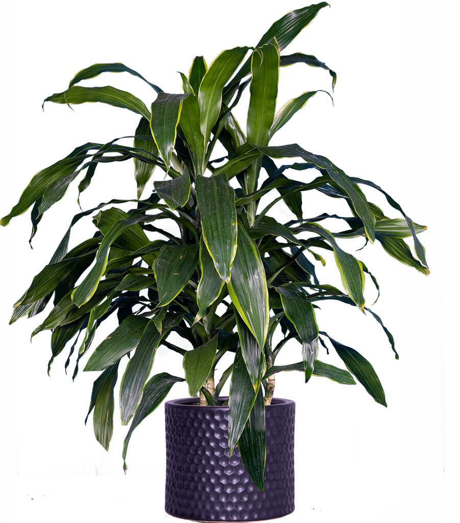 Dracaena Deremensis Art Carmen | 10