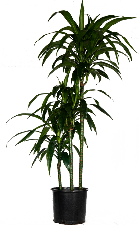 Dracaena Deremensis | Lisa Cane (XXL)
