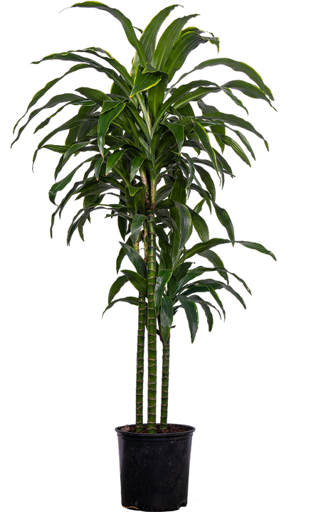 Dracaena Deremensis | Art Carmen (XXL)