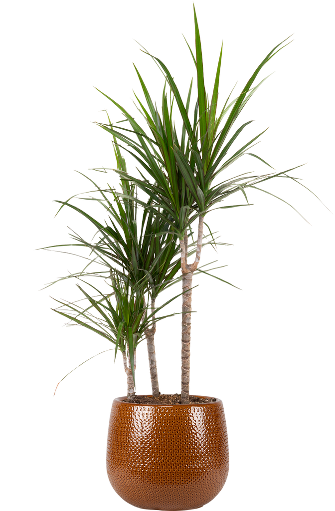 Dracaena Marginata Dragon Tree 10" Pot Easy Care Houseplant Plantsome