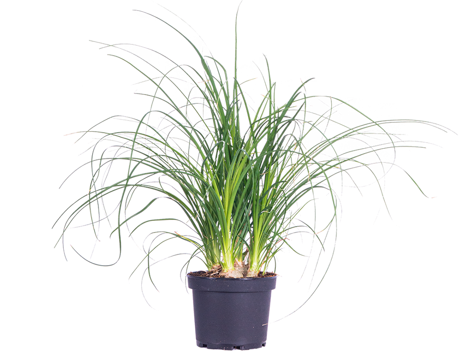 Ponytail Palm | Beaucarnea (M)