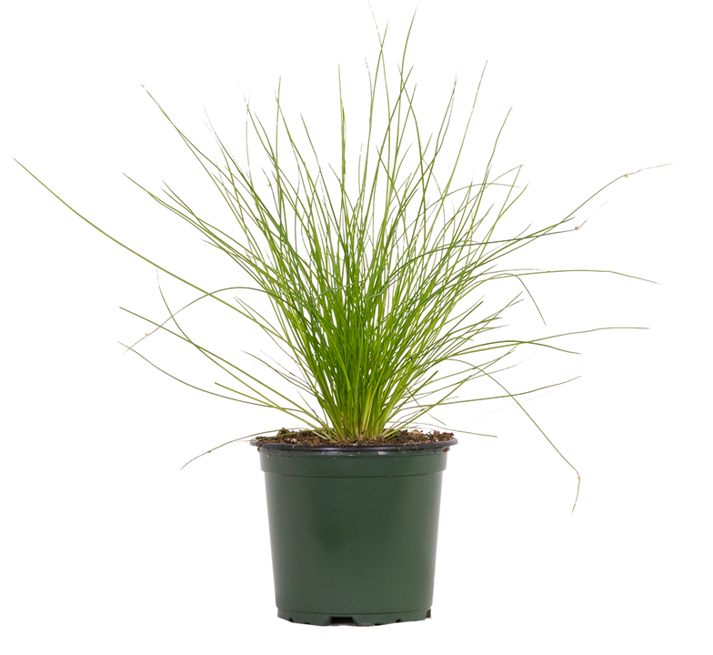 Isolepis Cernua | Fibre Optic Grass (S)