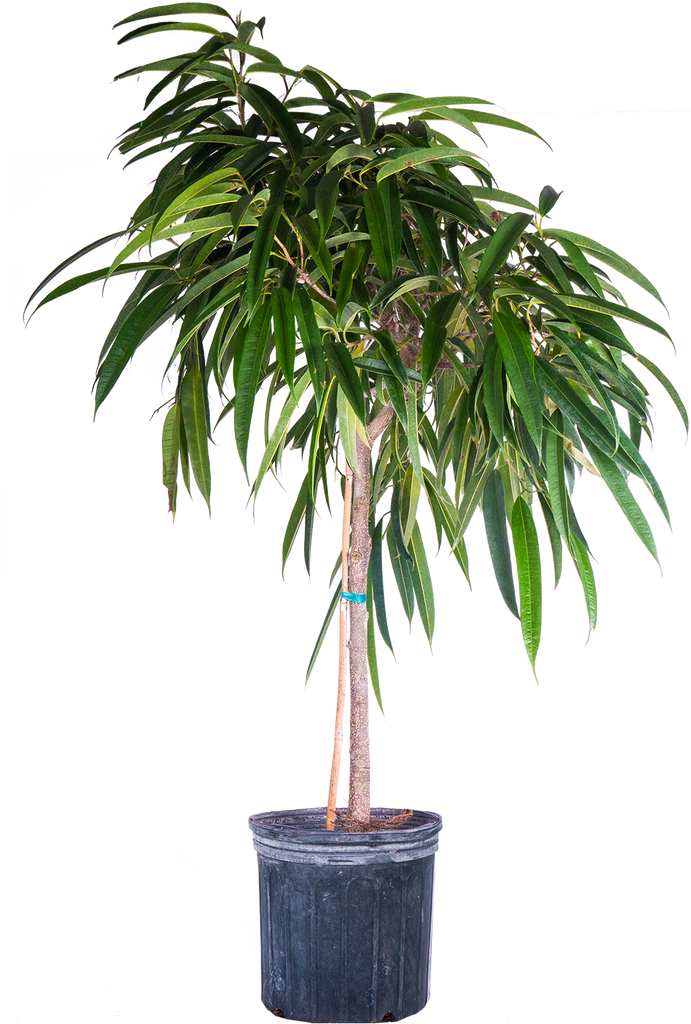 ficus alii plant care Ficus Amstel | Alii | 10