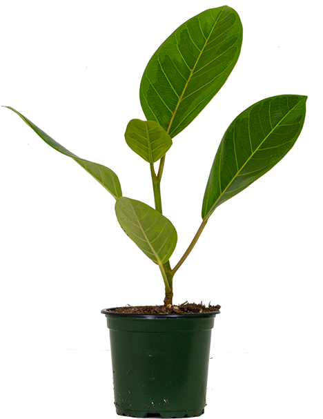 Ficus Altissima 