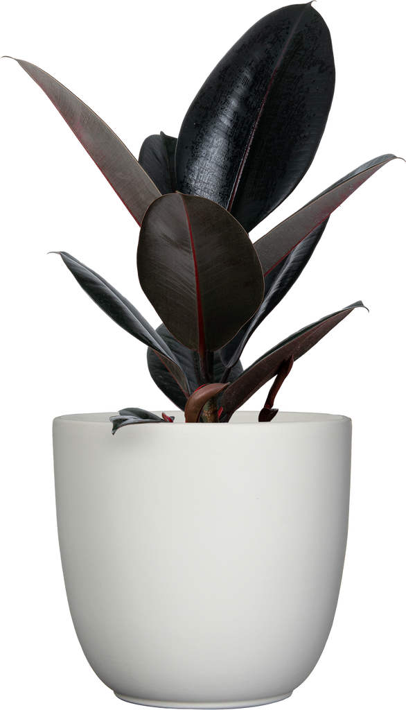 Big Red the Rubber Tree 'Burgundy', XL