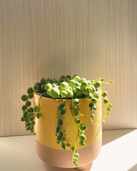 inspiratie-2