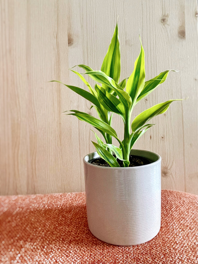 dracaena ribbon Dracaena Sanderiana | Ribbon Plant | 4" Pot | Easy Care Houseplant
