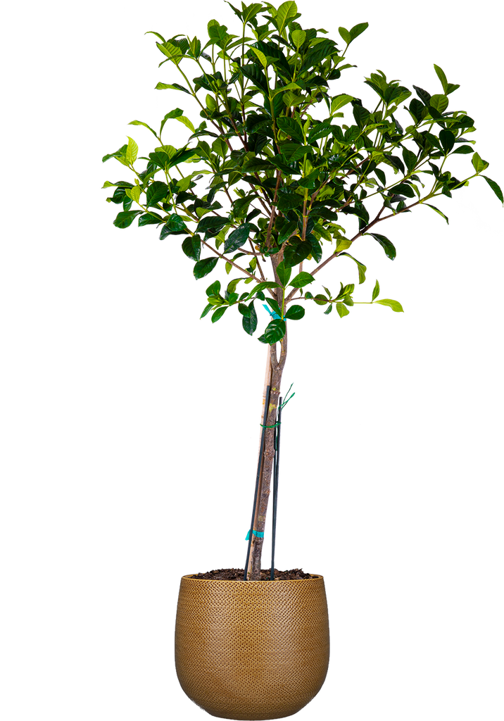can you plant a gardenia in a pot Gardenia Standard | 10" Pot | Garden Plant