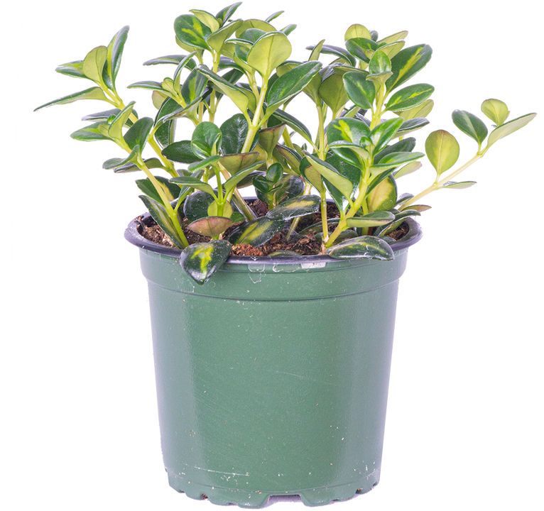 Nemanthus Hypocyrta Green | Goldfish Plant (S)