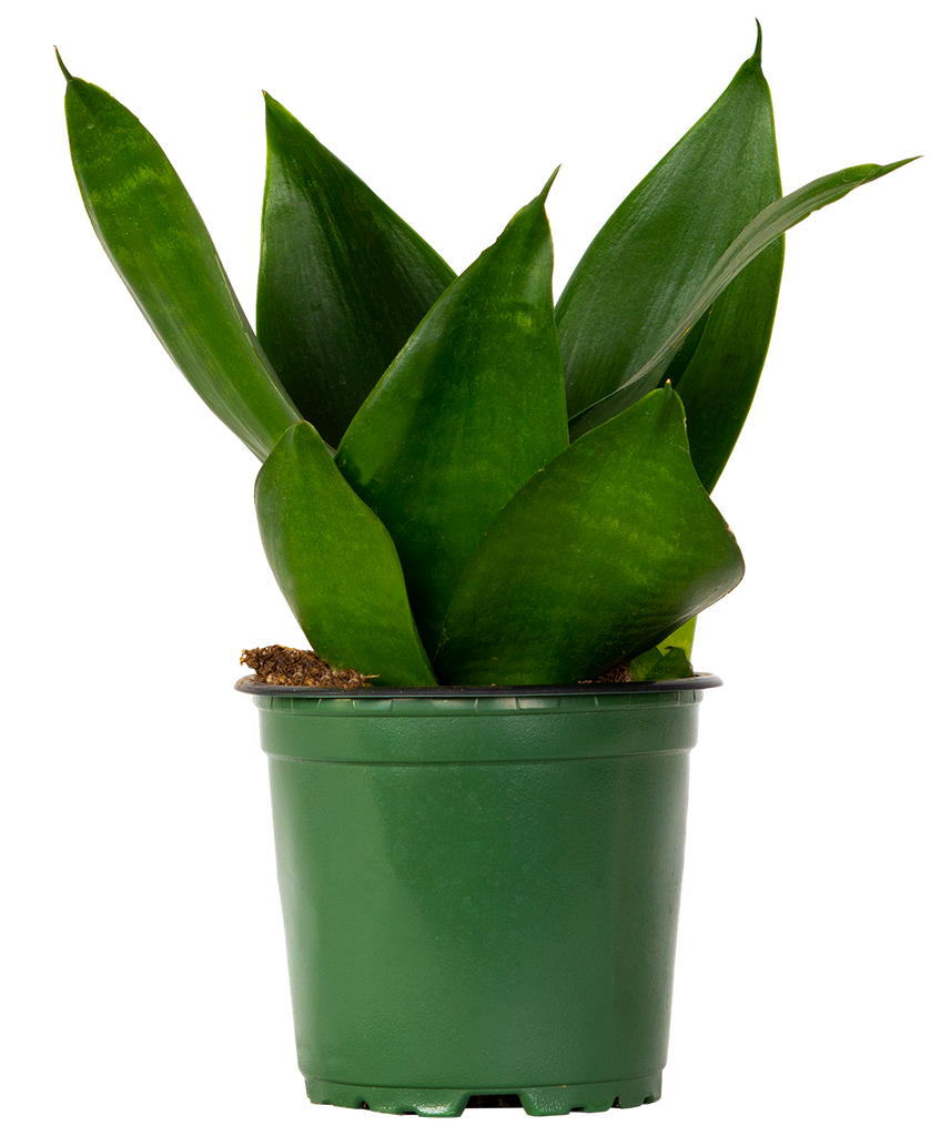 hahnii jade snake plant Sansevieria Jade Hahnii | Birds Nest Snake Plant | 4" Pot | Easy Care  Houseplant