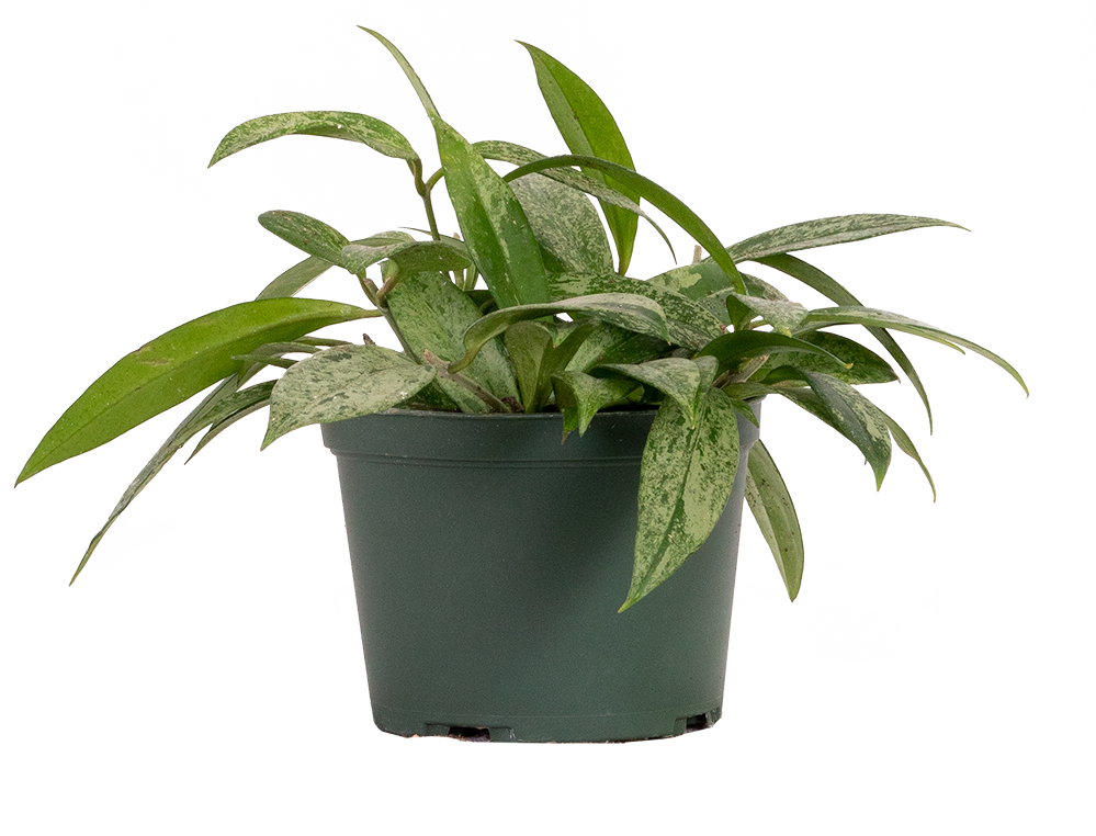 Hoya Pubicalyx Splash Wax Plant 6" Pot Pet Friendly And Easy Care