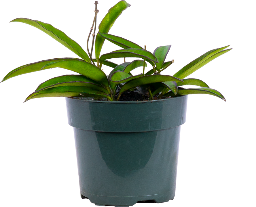 Hoya Wayetii | Wax Plant (S)