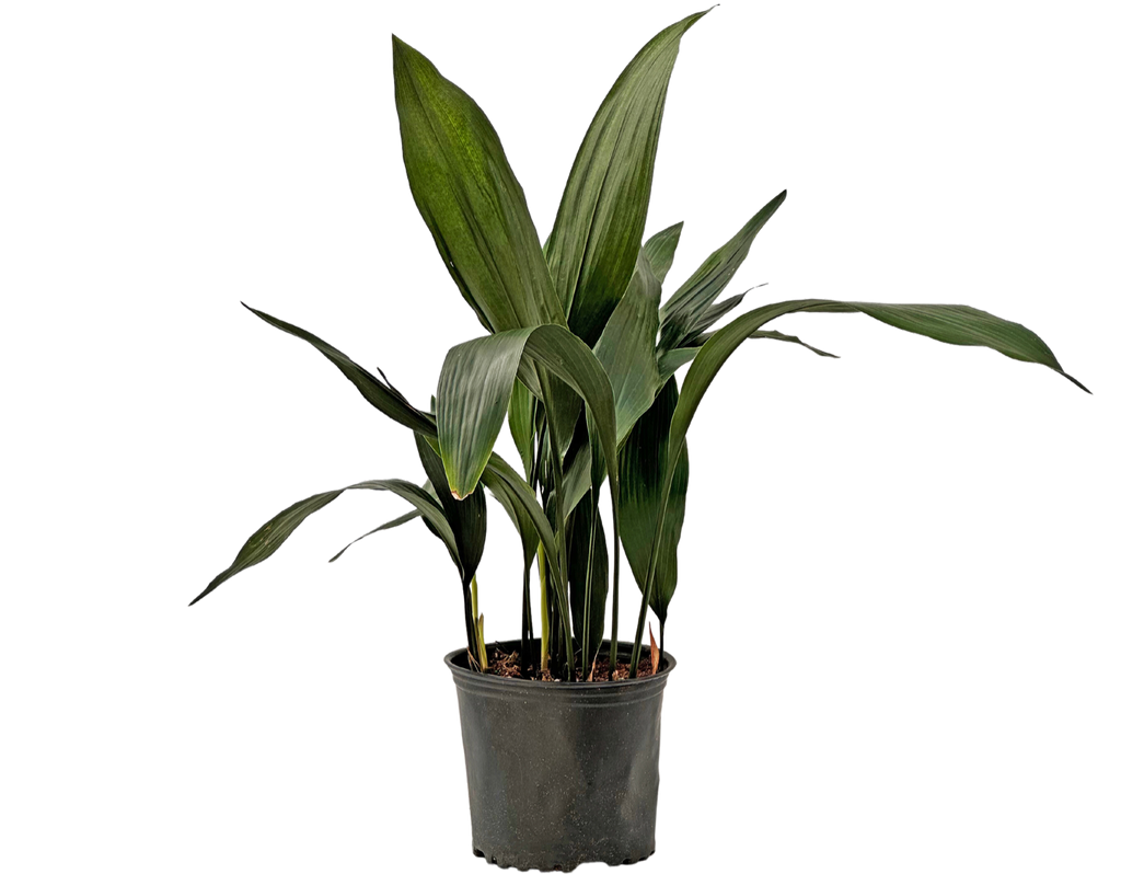 Aspidistra Cast Iron Plant 8" Pot Pet Friendly And Easy Care