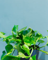inspiratie-4