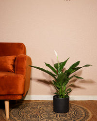 inspiratie-2