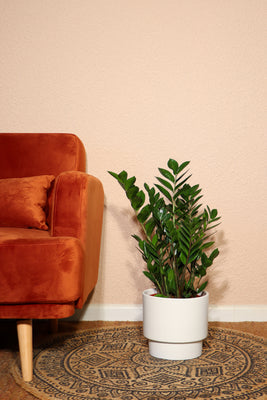 inspiratie