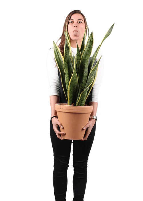 big snake plant for sale Sansevieria Zeylanica | Snake Plant | 8" Pot | Easy Care Houseplant