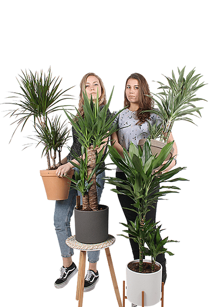 Plantenliefhebber