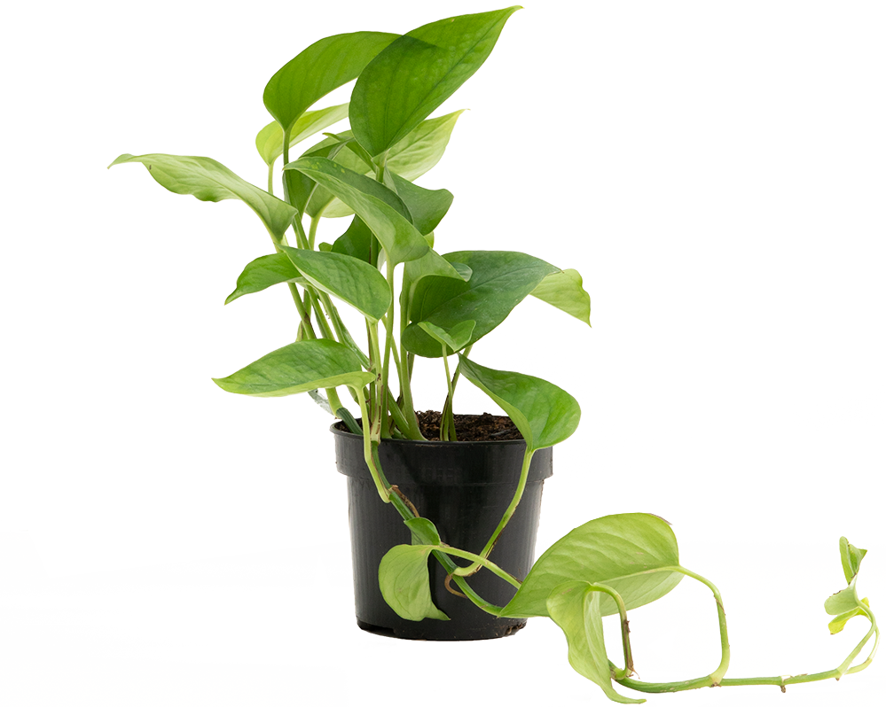 Epipremnum Aureum Jade Pothos Easy Care Houseplant Plantsome