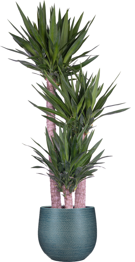 yucca cane indoor house plant Joshua Tree Cane Yucca | 22.5" Pot | Easy Care Houseplant