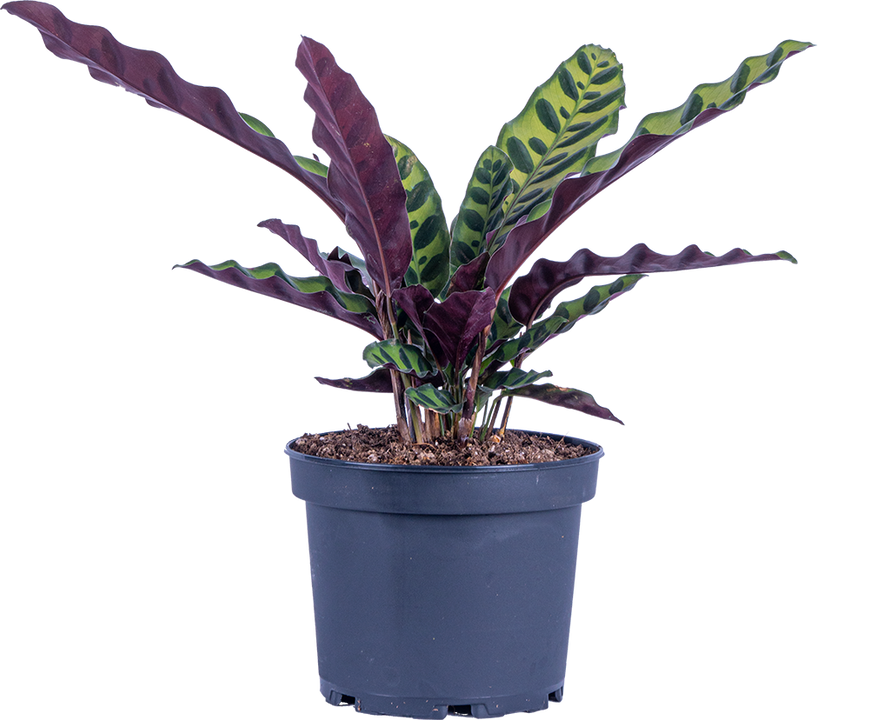 Calathea Lancifolia | Rattlesnake (M)