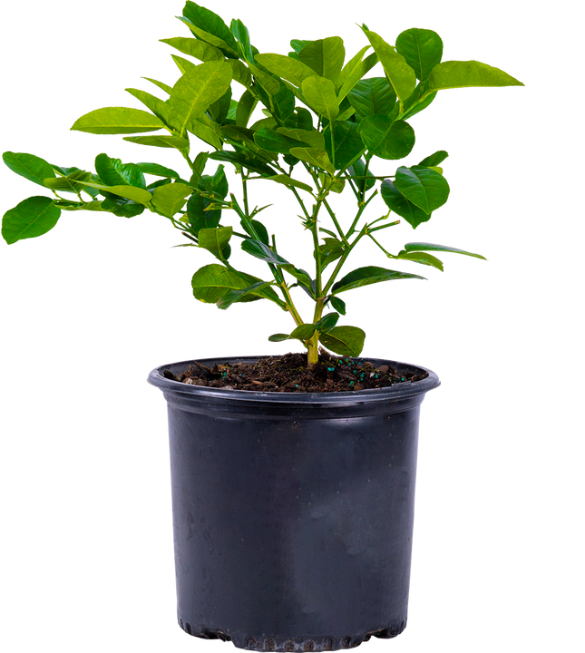 Citrus Meyeri | Lemon Plant (XL)