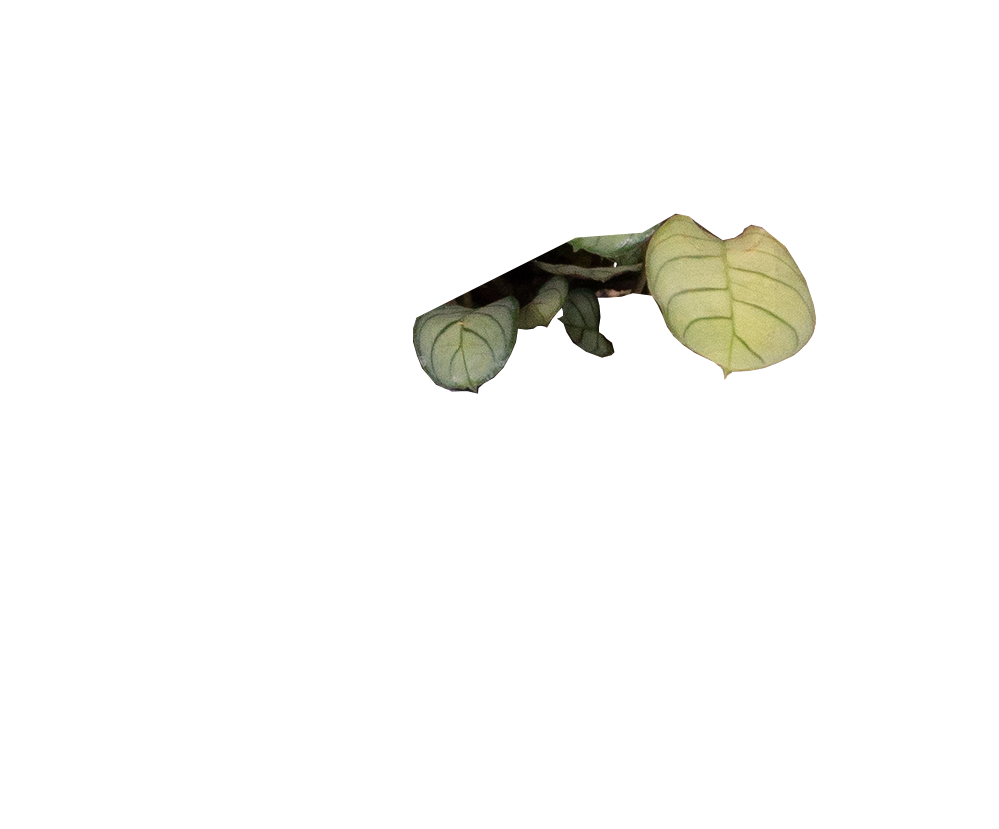 amagris prayer plant Maranta Amagris | Prayer Plant | 4" Pot | Pet Friendly And Easy Care Houseplant